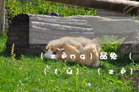 贈(zèng)品免費(fèi)商家概不負(fù)責(zé)？消費(fèi)者該如何維權(quán)
